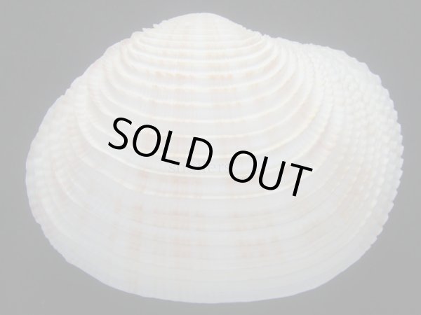 画像2: カゴガイ　大　特美品 (2)