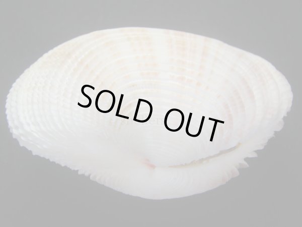 画像3: カゴガイ　大　特美品 (3)