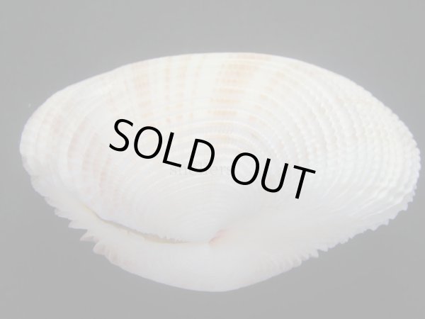 画像4: カゴガイ　大　特美品 (4)