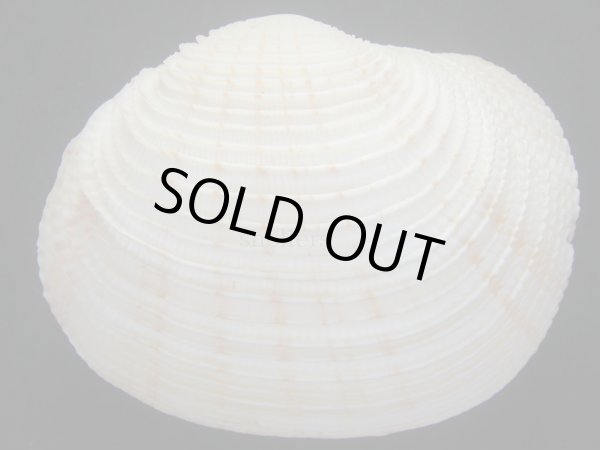 画像2: カゴガイ　大　美品 (2)