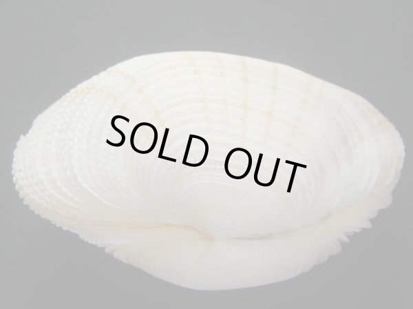 画像3: カゴガイ　大　美品 (3)