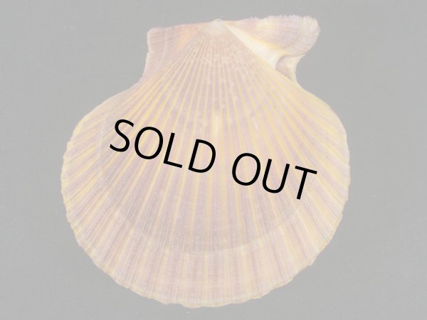 画像2: ミナミノニシキガイ (2)