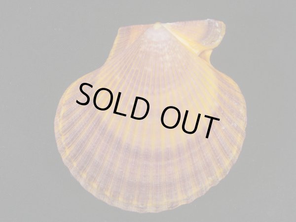 画像2: ミナミノニシキガイ　老成 (2)