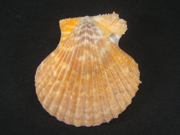 画像2: ニシノニシキガイ 老成 (2)