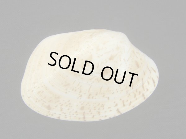 画像2: ハンテンリュウキュウアサリ (2)