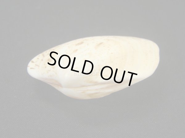 画像3: ハンテンリュウキュウアサリ (3)