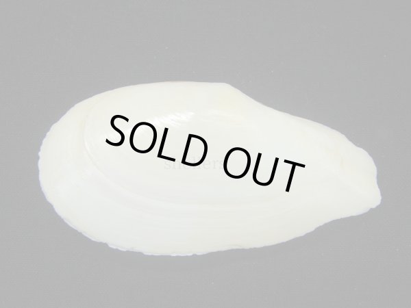 画像1: ダイミョウガイ (1)