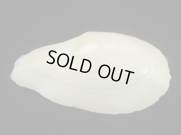 画像2: ダイミョウガイ (2)