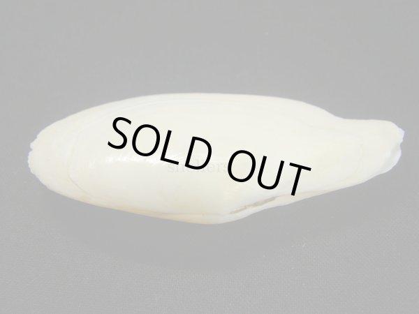 画像3: ダイミョウガイ (3)