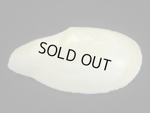 画像2: ダイミョウガイ 大 (2)