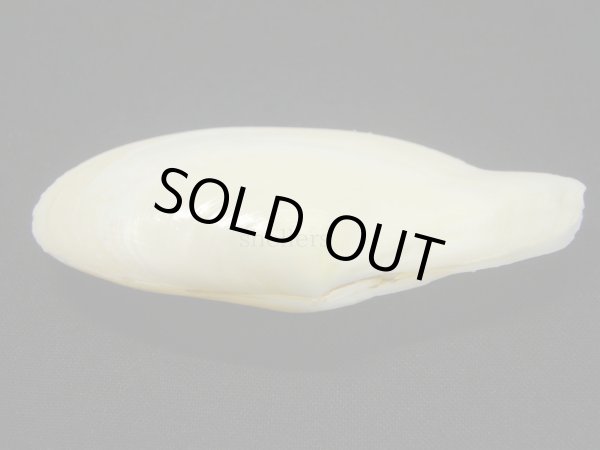 画像3: ダイミョウガイ 大 (3)