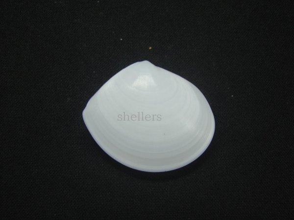 画像2: ゴイシサラガイ (2)