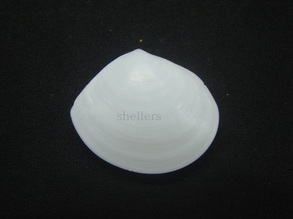 画像2: ゴイシサラガイ (2)