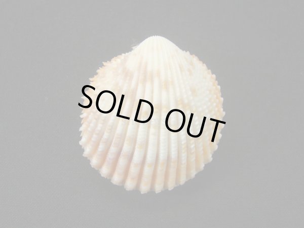 画像2: ゴウシュウザルガイ（Acrosterigma reevianum） (2)