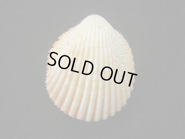 画像2: ゴウシュウザルガイ（Acrosterigma reevianum） (2)