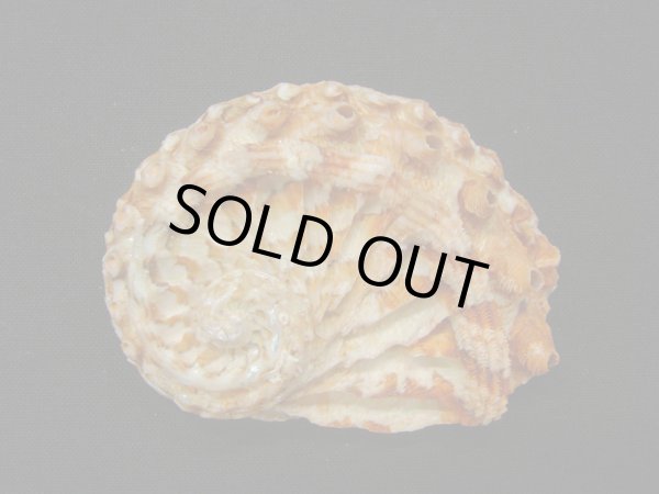 画像2: ミツウネアワビ (2)