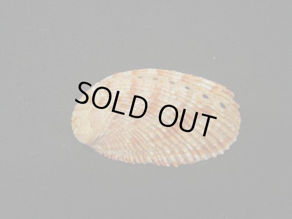 画像2: ニシキアワビ (2)