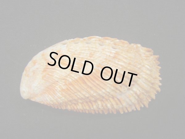 画像2: ニシキアワビ (2)