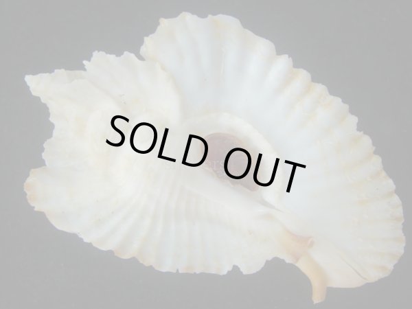 画像1: アラフラバショウ(Pterynotus bednalli) 大　老成　特美品 (1)