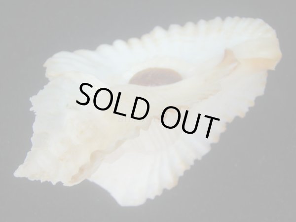 画像3: アラフラバショウ(Pterynotus bednalli) 大　老成　特美品 (3)