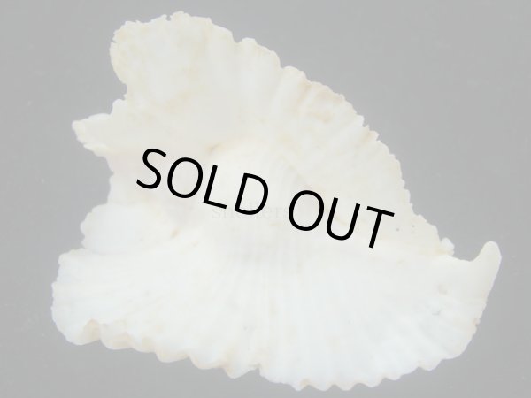 画像2: アラフラバショウ(Pterynotus bednalli) 大　老成　特美品 (2)