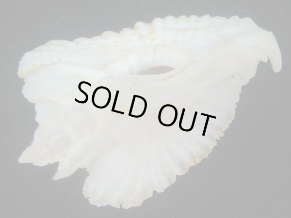 画像3: アラフラバショウ(Pterynotus bednalli) 大　老成　特美品 (3)