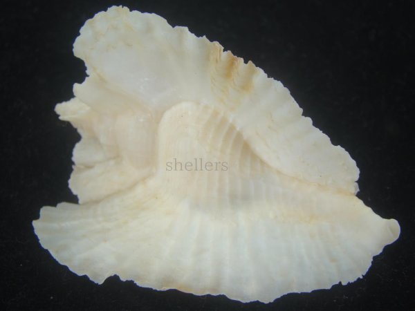 画像2: アラフラバショウ(Pterynotus bednalli) 特美品 (2)