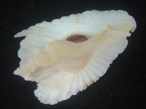 画像3: アラフラバショウ(Pterynotus bednalli) 特美品 (3)