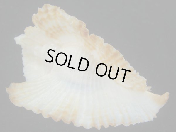 画像2: アラフラバショウ(Pterynotus bednalli) 大　特美品 (2)