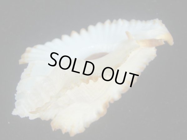 画像3: アラフラバショウ(Pterynotus bednalli) 大　特美品 (3)