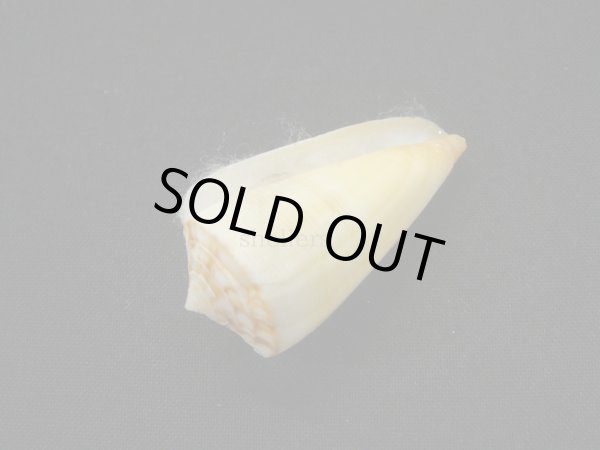 画像3: ヒクニールセンイモ　濃色 (3)