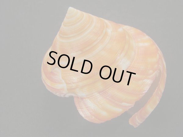 画像2: アフリカオキナエビス　モザンビーク産　超特濃色 (2)