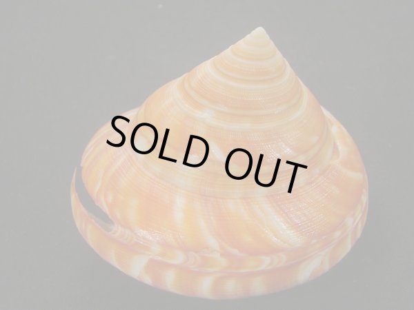 画像3: アフリカオキナエビス　モザンビーク産　超特濃色 (3)