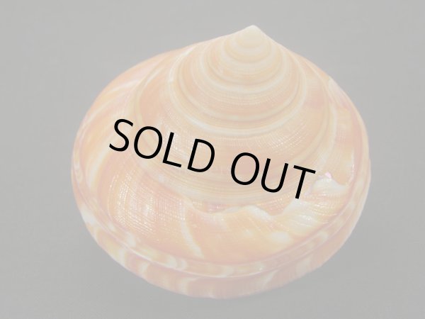 画像4: アフリカオキナエビス　モザンビーク産　超特濃色 (4)