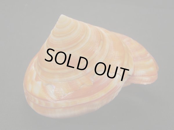 画像5: アフリカオキナエビス　モザンビーク産　超特濃色 (5)