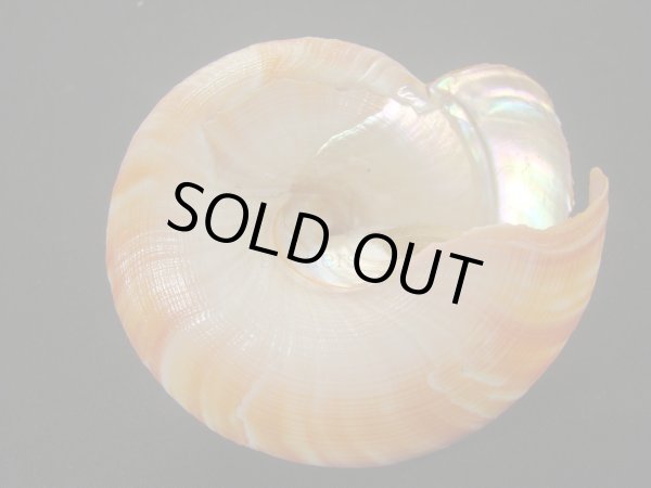 画像6: アフリカオキナエビス　モザンビーク産　超特濃色 (6)