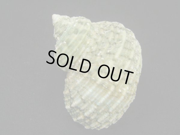 画像2: サメフタサザエ (2)