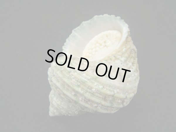 画像3: サメフタサザエ (3)