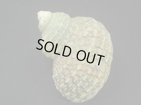 画像2: サメフタサザエ 大 (2)