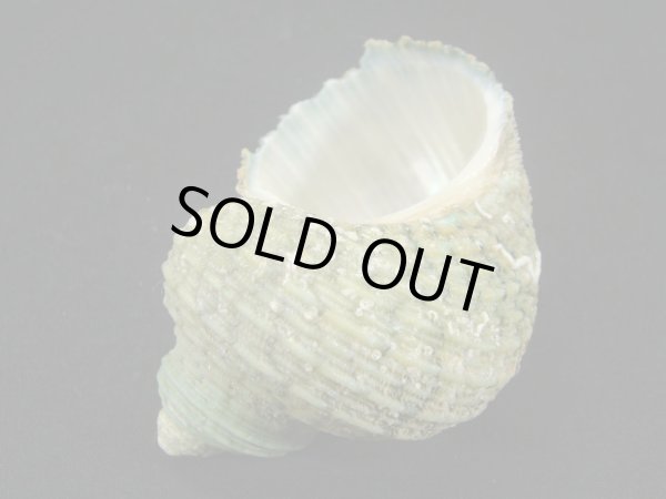 画像3: サメフタサザエ 大 (3)