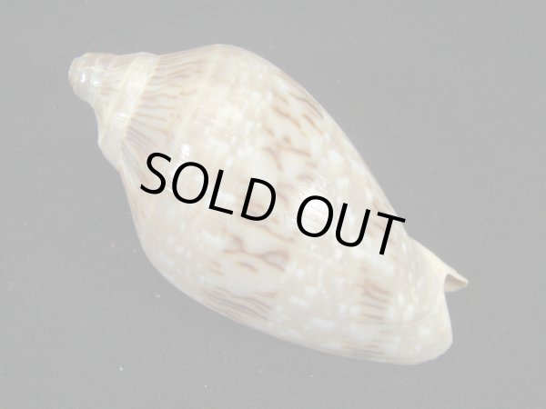 画像2: ミユキコオロギ (2)