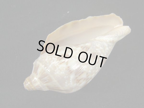 画像3: ミユキコオロギ (3)