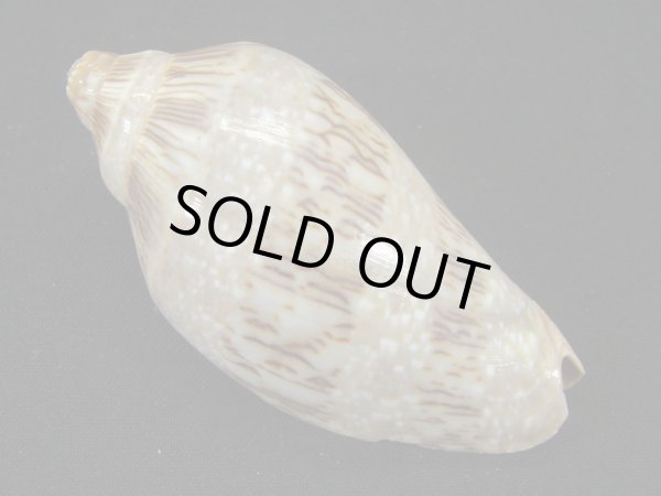 画像2: ミユキコオロギ (2)