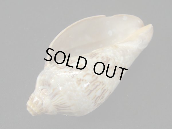 画像3: ミユキコオロギ (3)