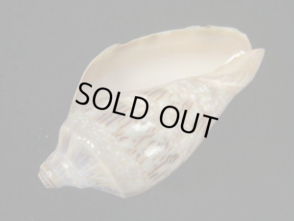 画像2: ミユキコオロギ (2)