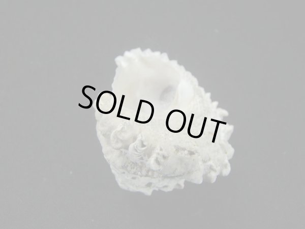 画像2: ボンネットウズ (2)