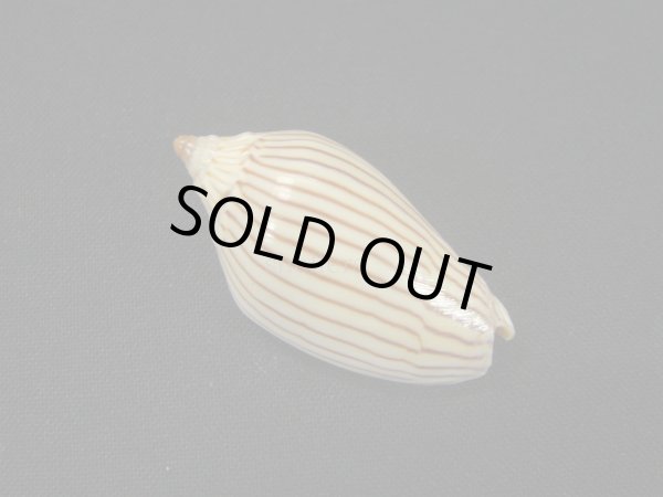 画像2: マサメボラ (2)