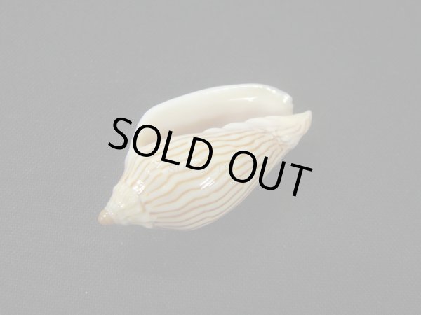 画像3: マサメボラ (3)