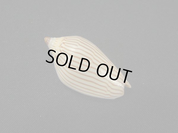 画像2: マサメボラ (2)