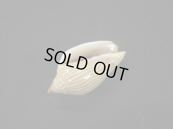 画像3: マサメボラ (3)